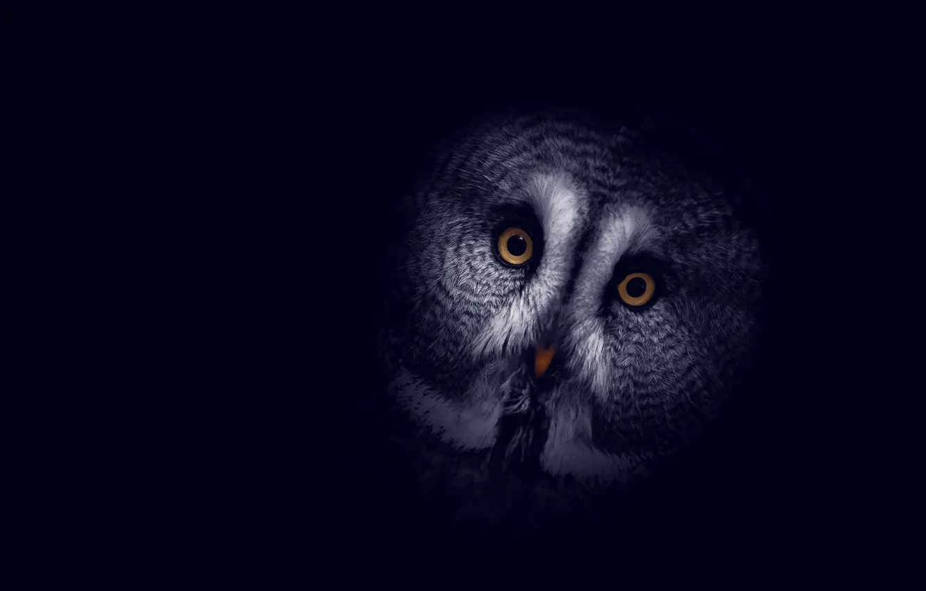 Photo wallpaper background, owl, bird