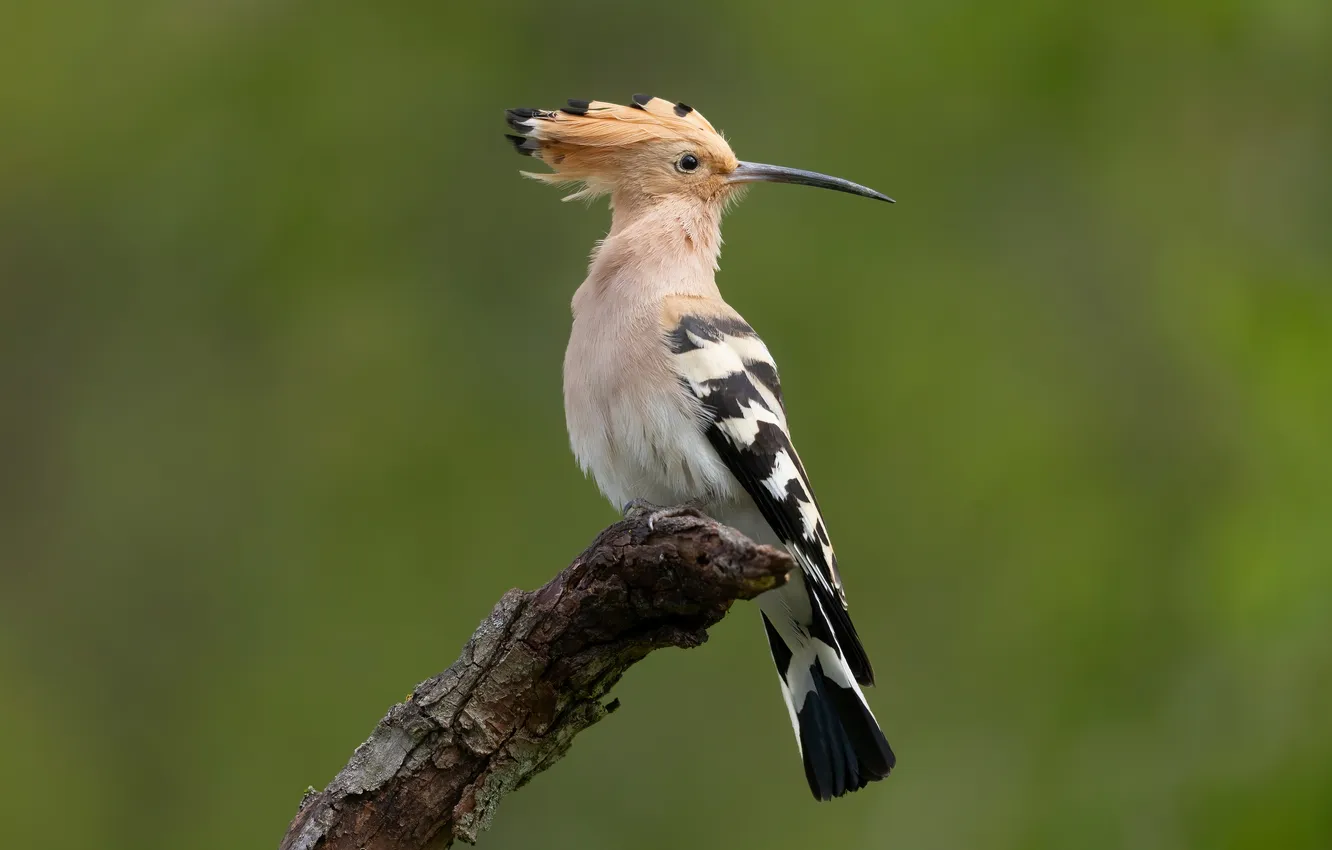 Photo wallpaper branches, bird, hoopoe