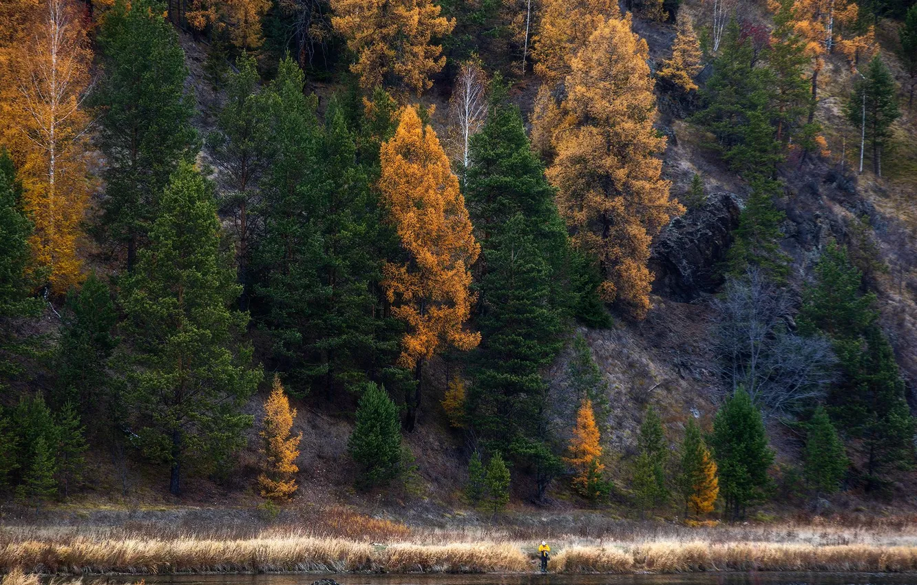 Photo wallpaper forest, trees, nature, Rashid Usmanov