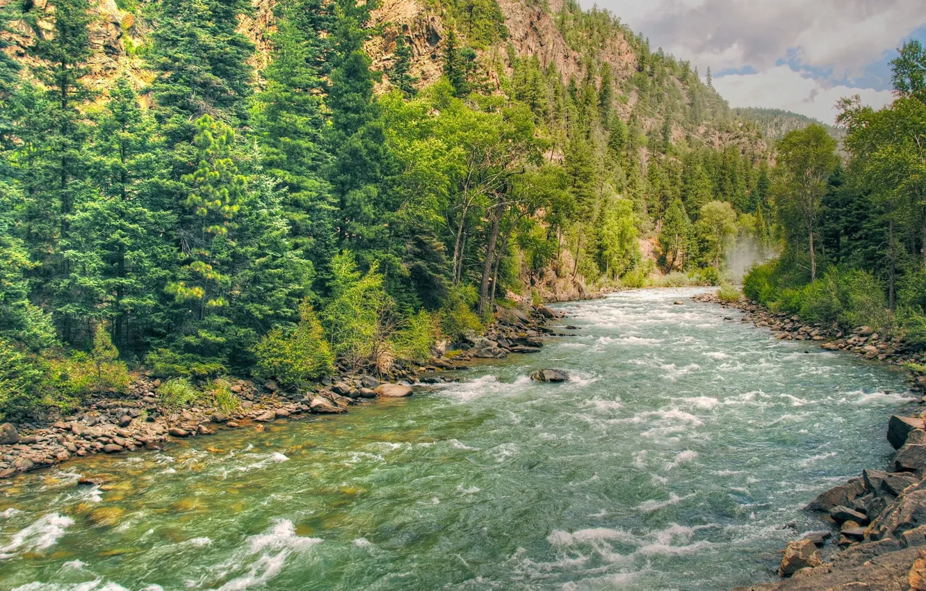 Photo wallpaper forest, river, stream