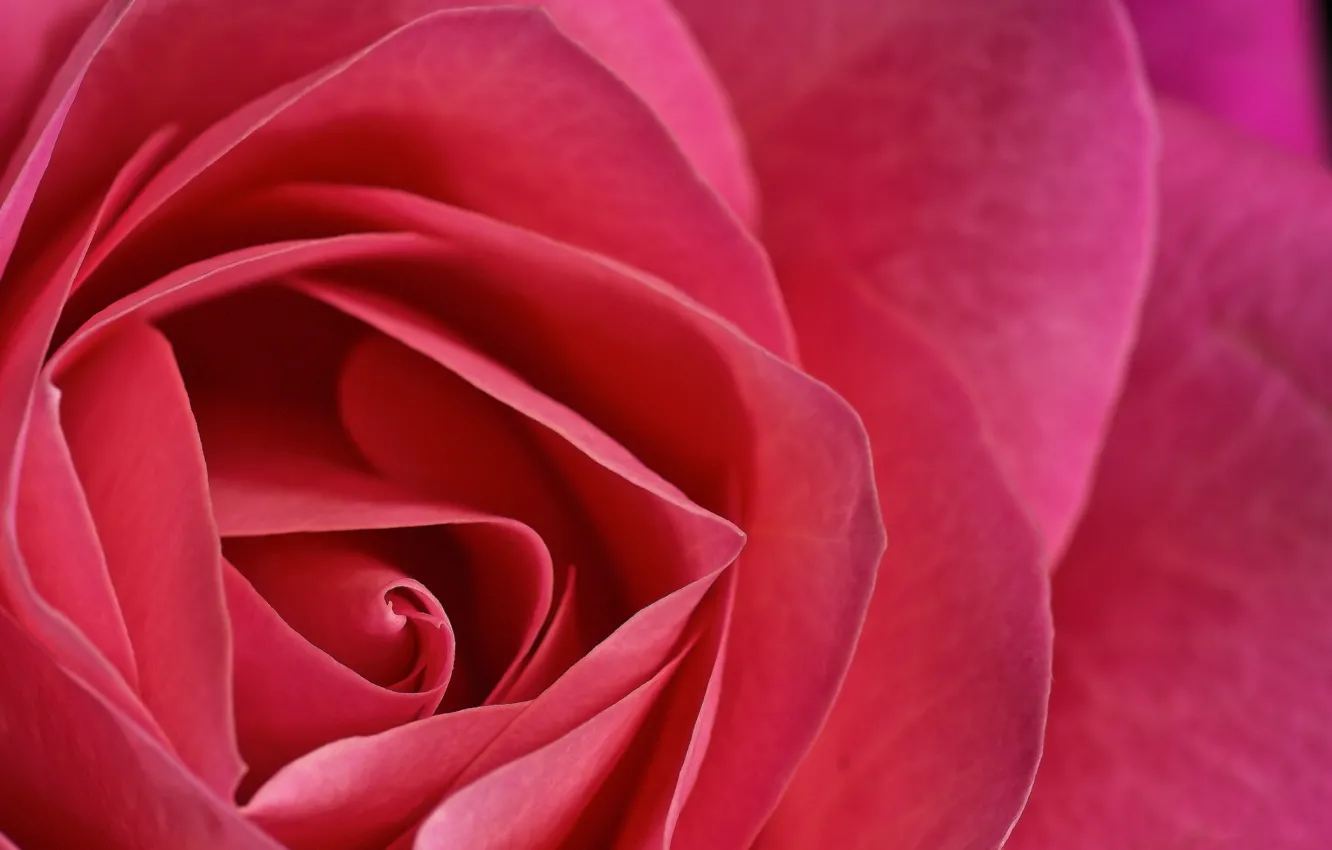 Photo wallpaper flowers, roses, petals