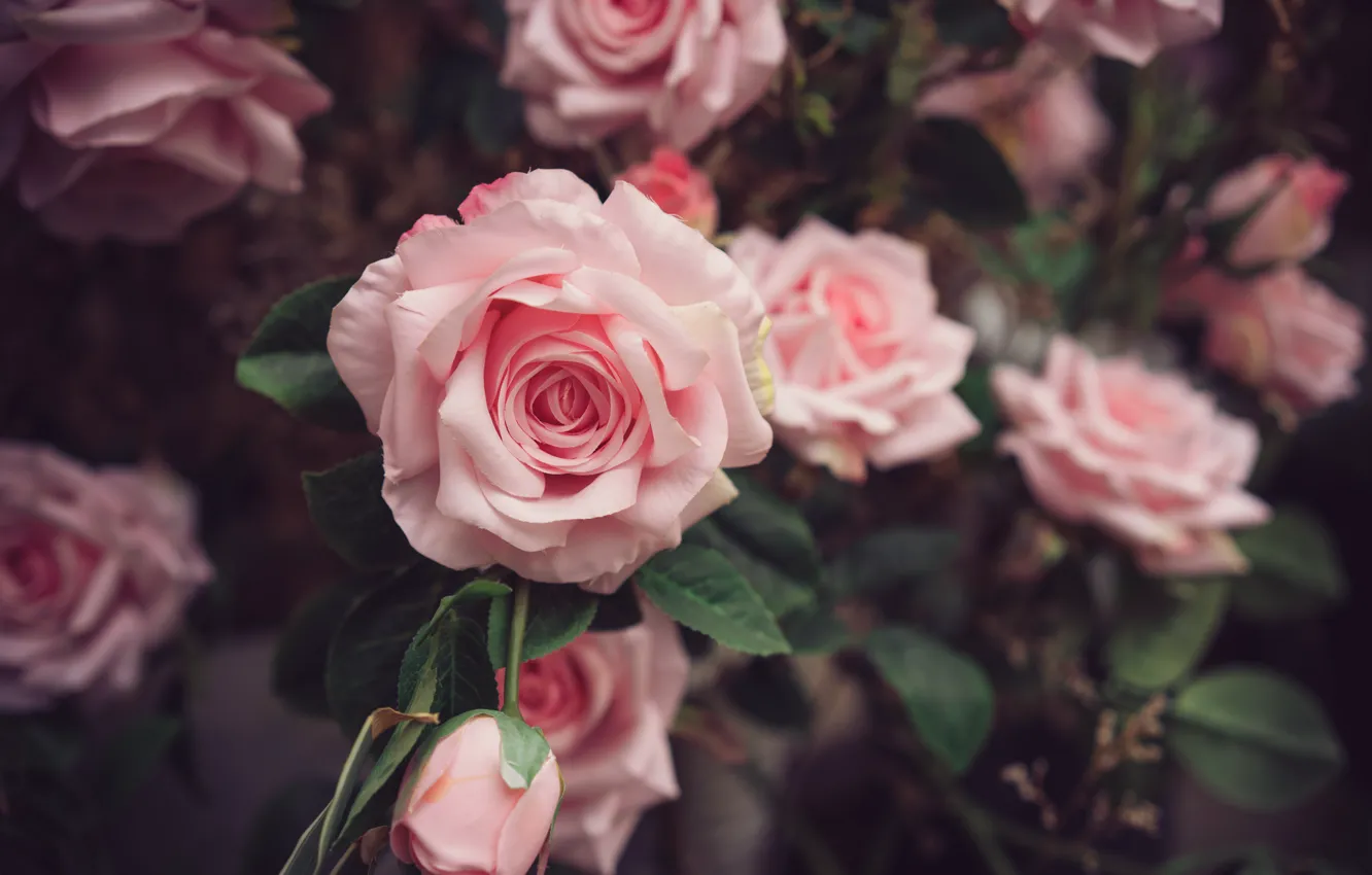 Photo wallpaper nature, roses, gentle, pink, beautiful, buds, the bushes