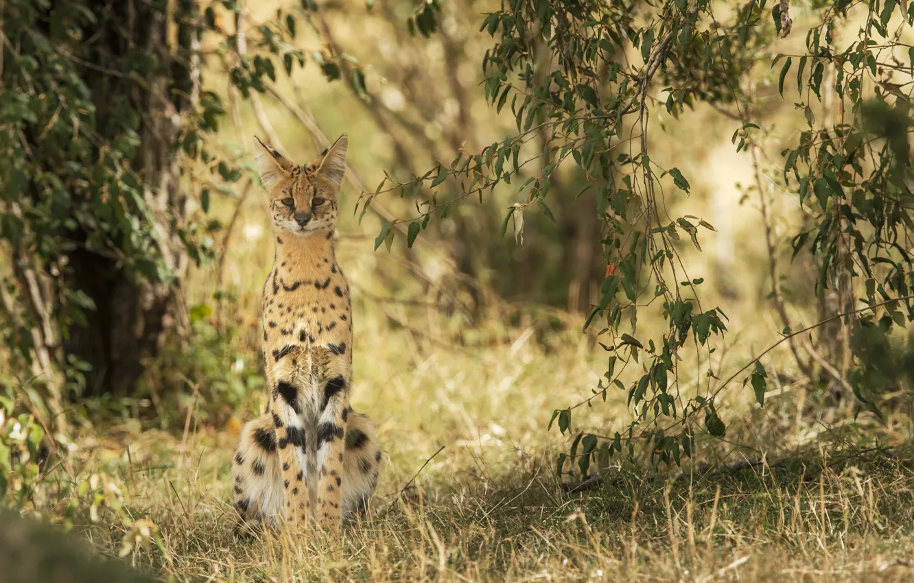 Photo wallpaper look, nature, predator, wild cat, Serval