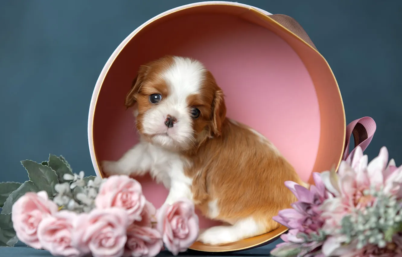 Photo wallpaper flowers, background, box, dog, puppy, Cavalier-king-Charles-Spaniel, Svetlana Pisareva