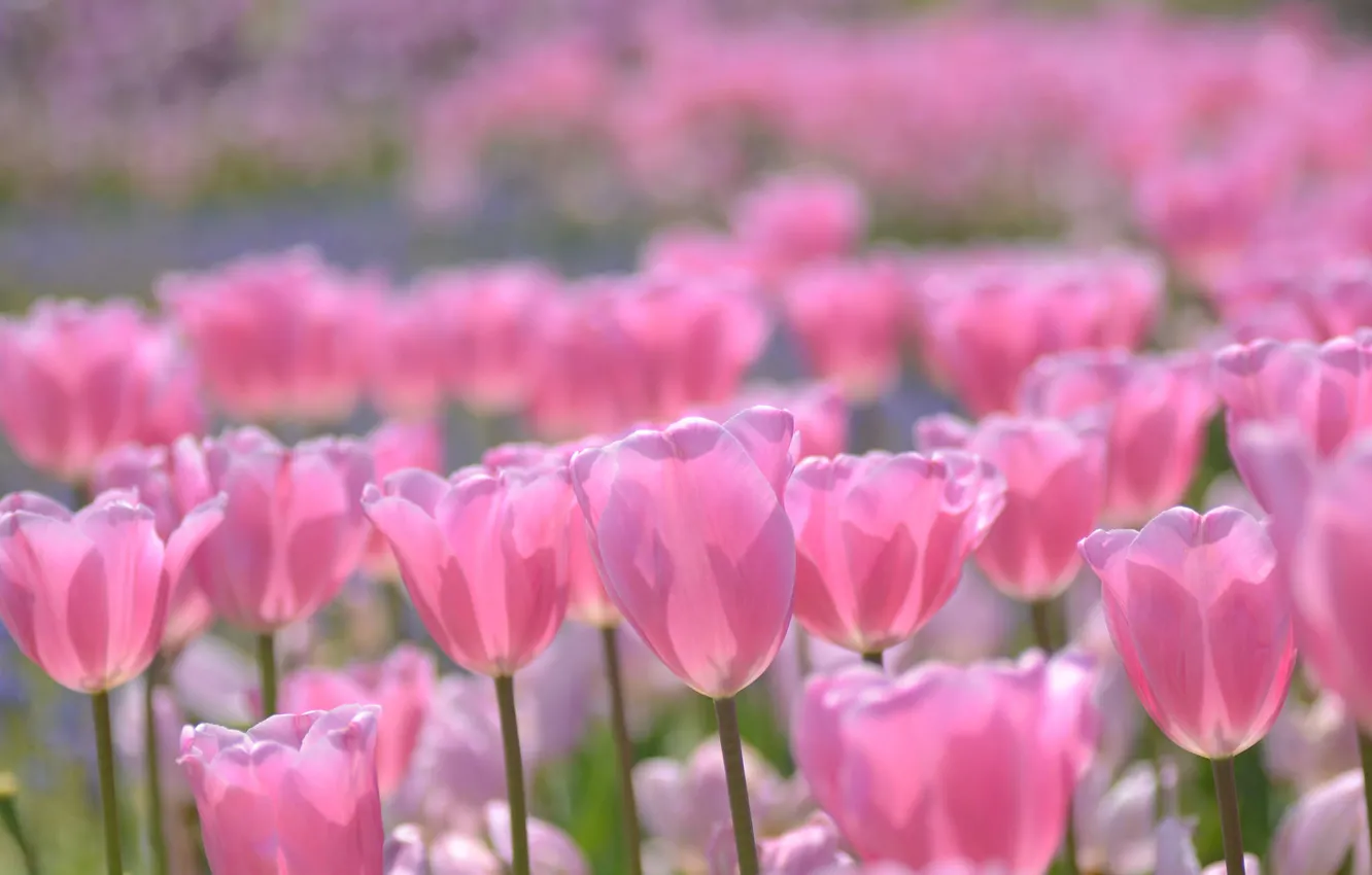 Photo wallpaper tulips, pink, buds, bokeh