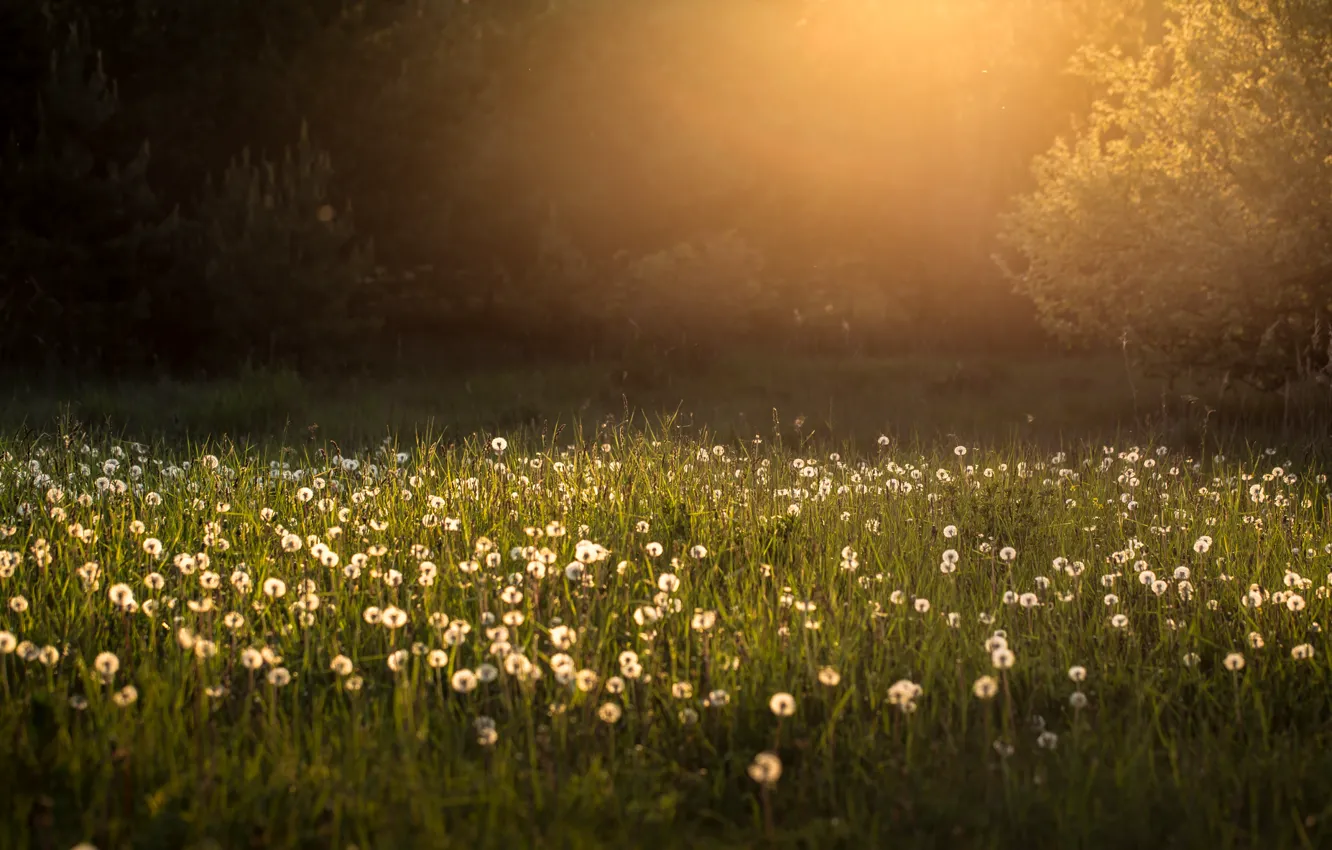 Photo wallpaper light, dandelion, morning
