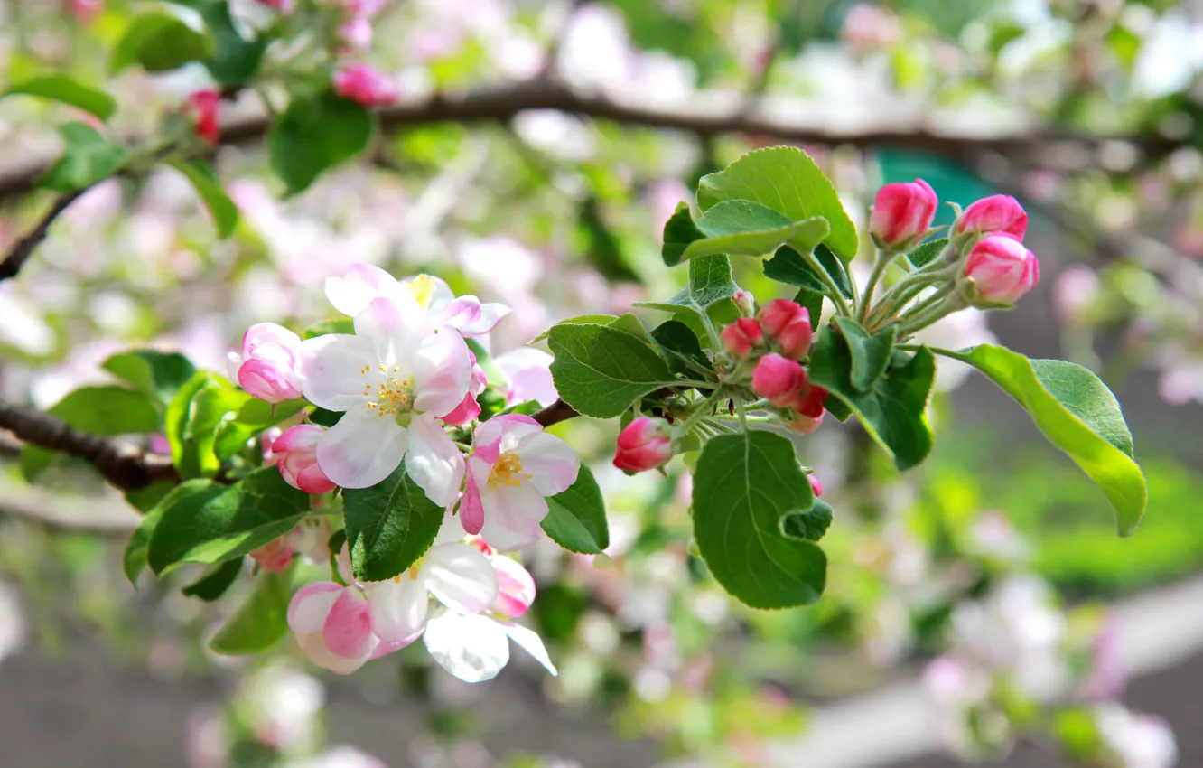 Photo wallpaper flowers, beauty, Spring, may, Apple