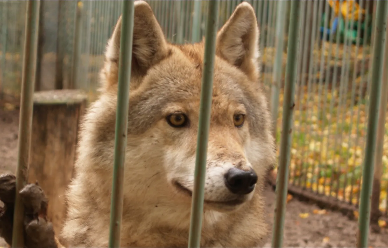 Photo wallpaper animals, eyes, wolf, cage