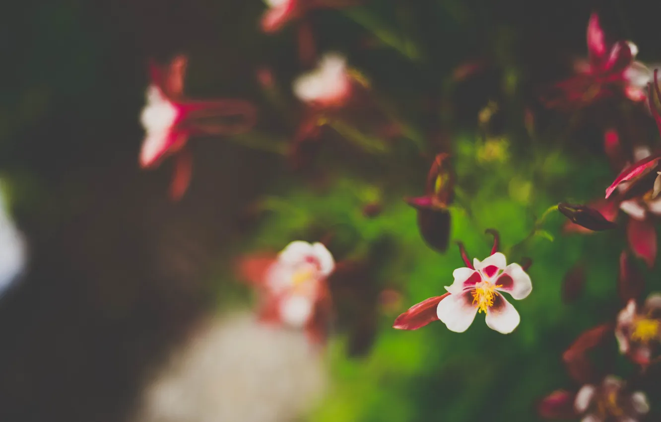 Photo wallpaper leaves, flowers, petals, white