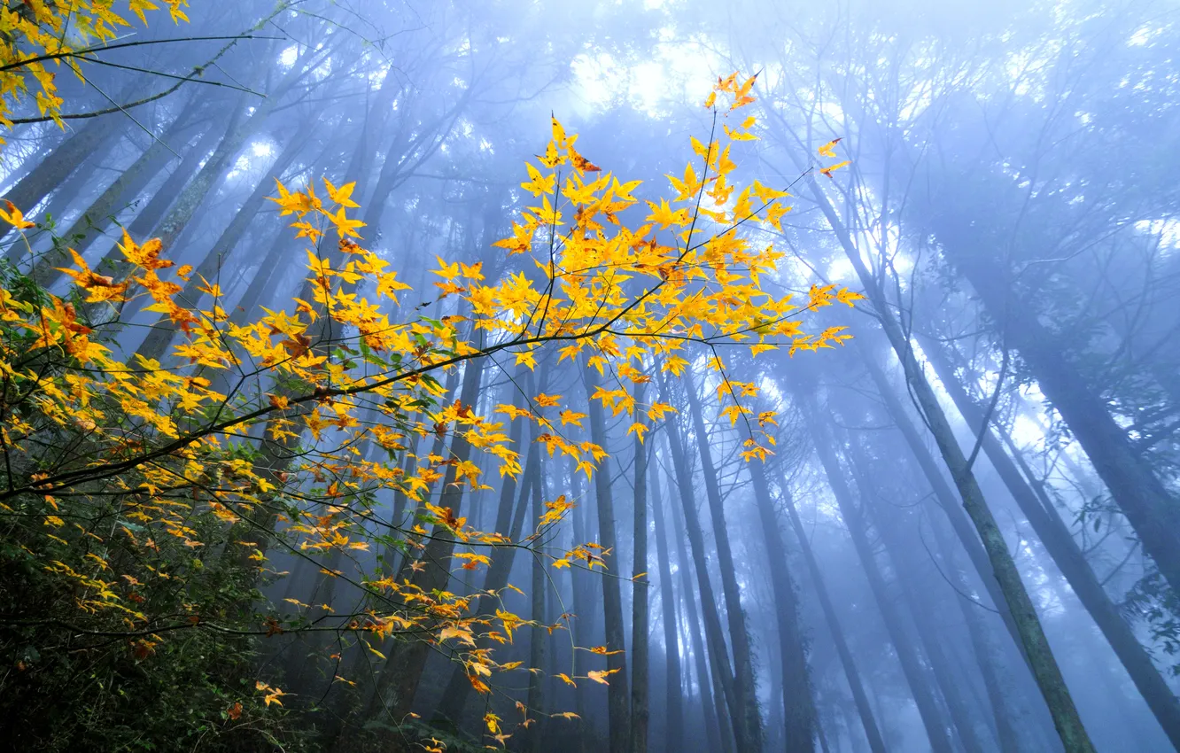 Photo wallpaper autumn, forest, leaves, trees, branch, haze
