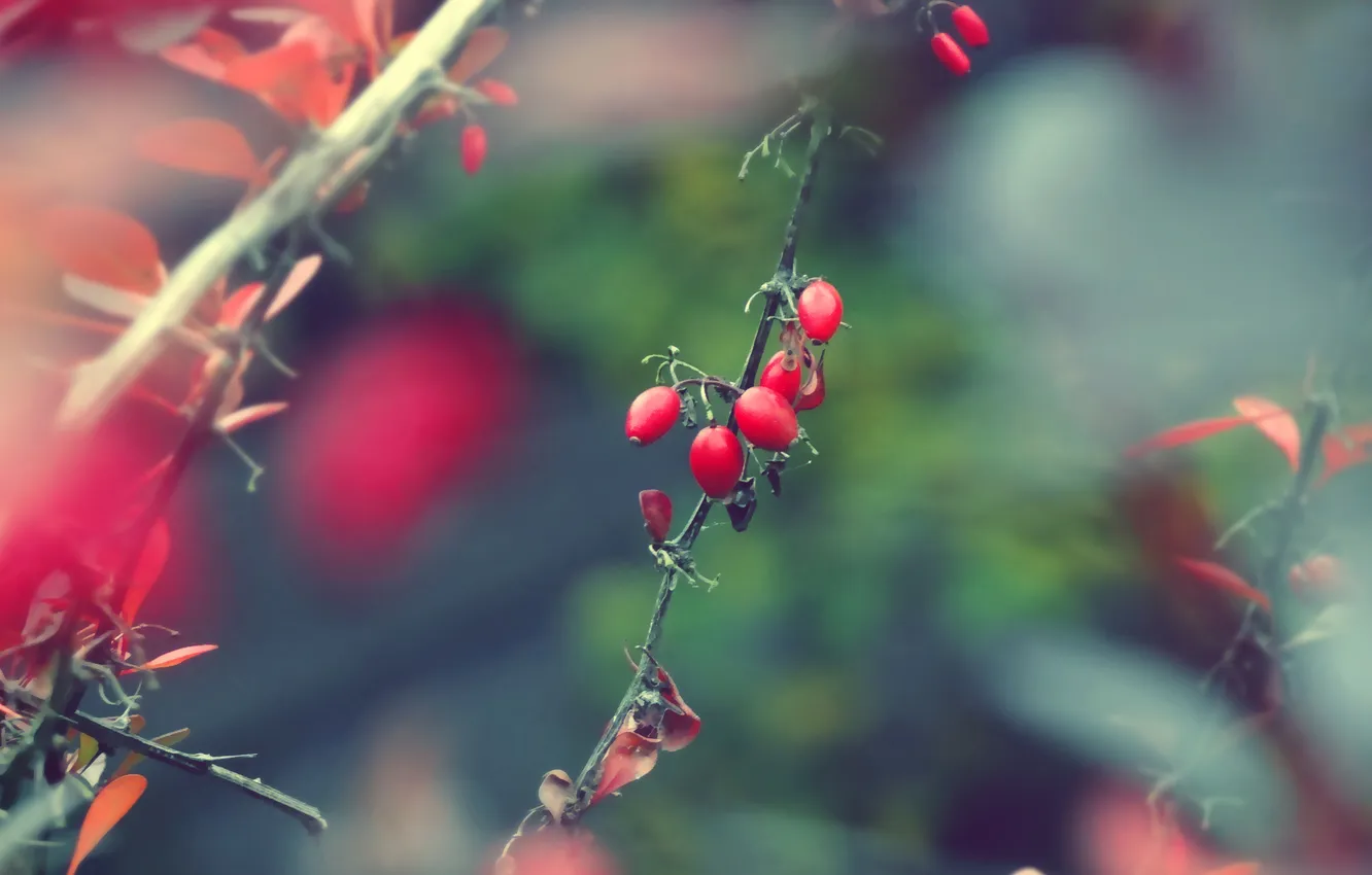 Photo wallpaper branches, berries, plant, fruit, briar, blur
