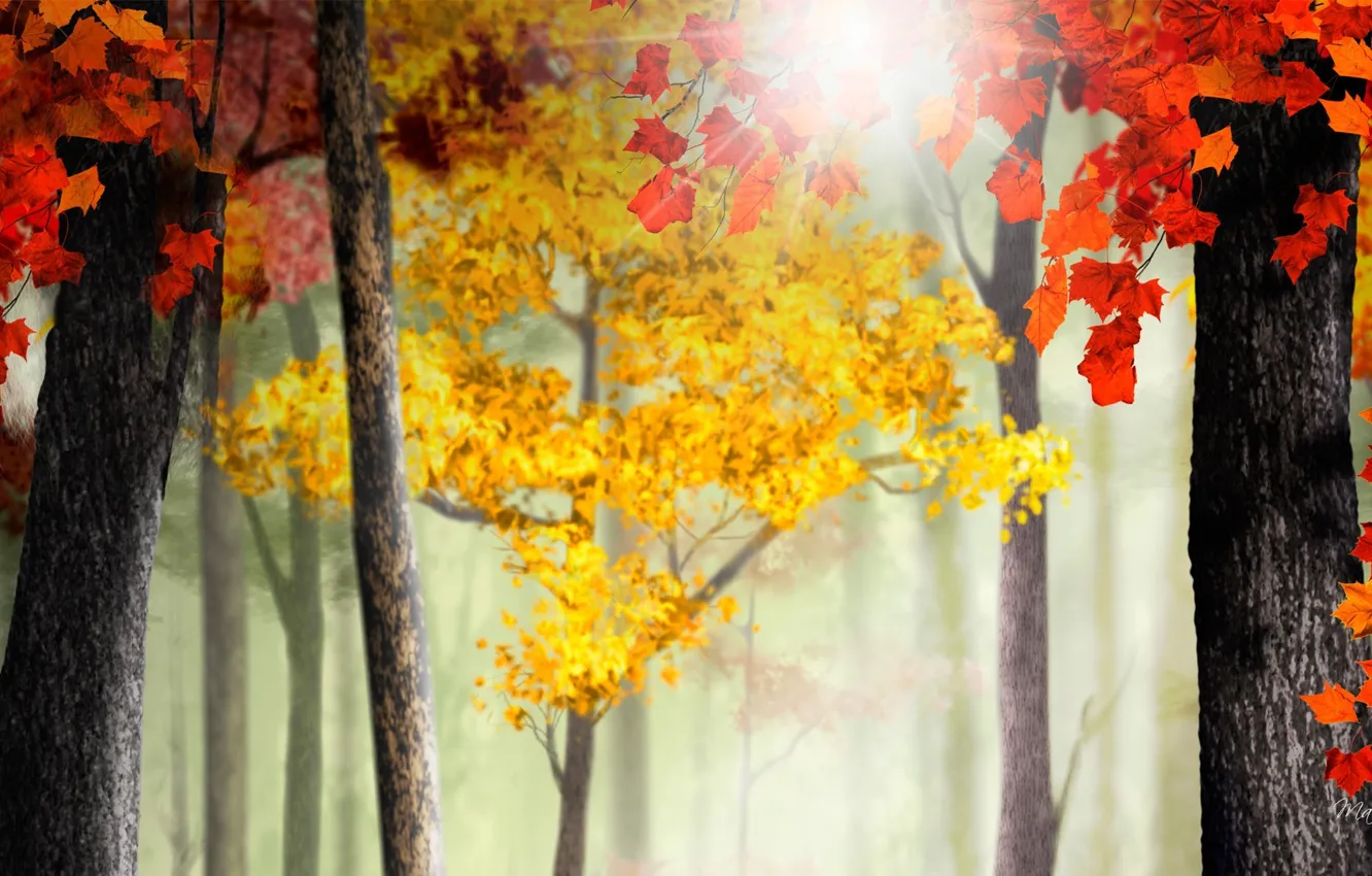 Photo wallpaper autumn, leaves, rays, light, trees