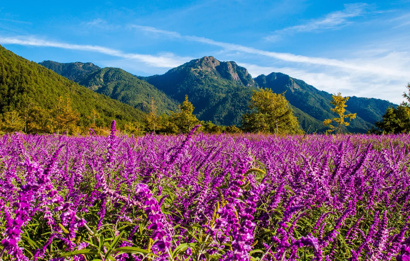 Photo wallpaper field, summer, clouds, trees, flowers, mountains, nature, blue