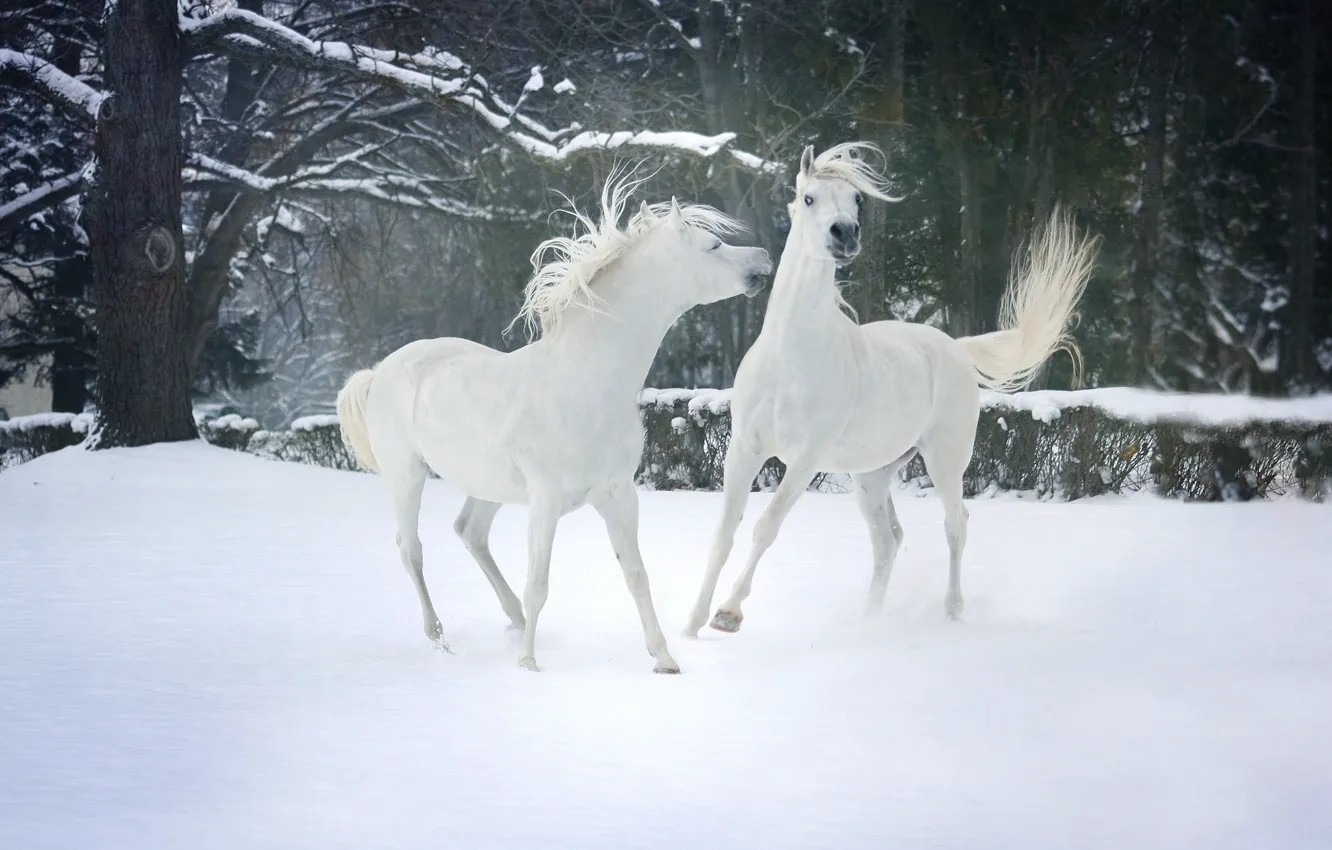 Photo wallpaper winter, forest, snow, trees, nature, mood, two, horses