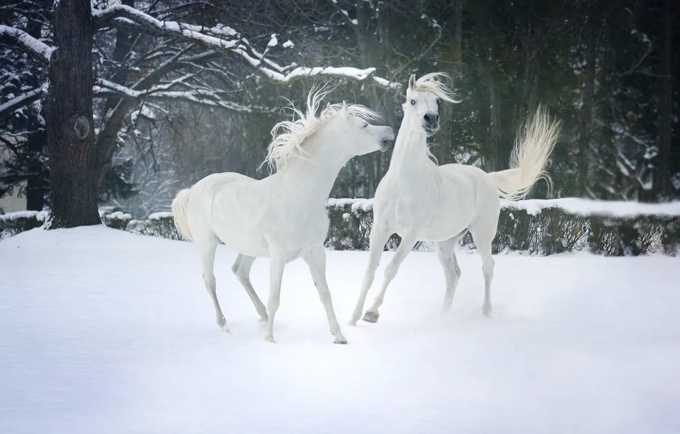 Photo wallpaper winter, forest, snow, trees, nature, each, mood, horse