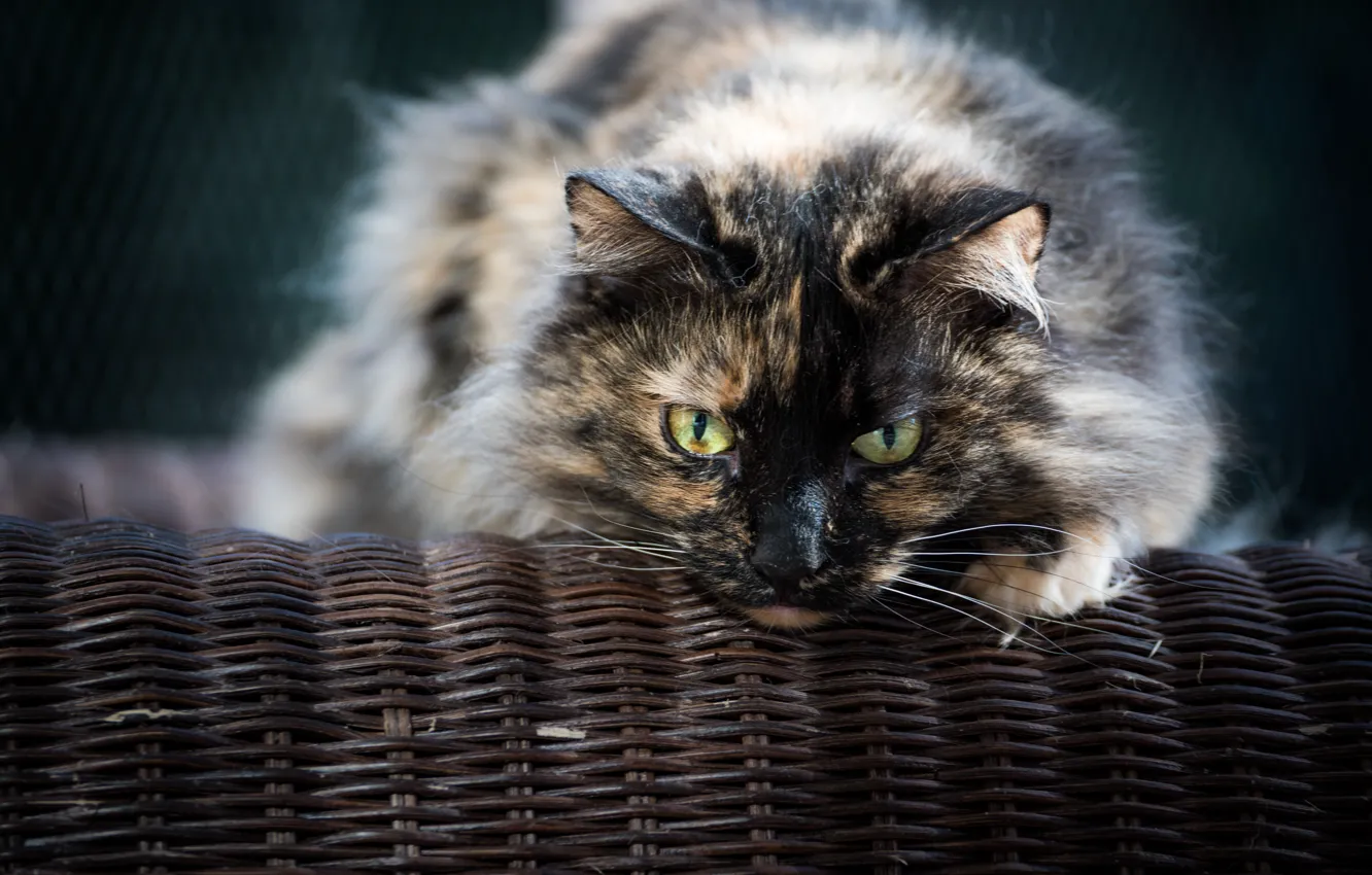 Photo wallpaper cat, eyes, look