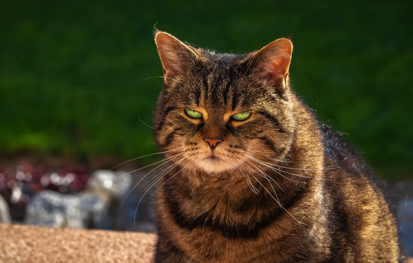 Photo wallpaper cat, look, grey, background, chubby