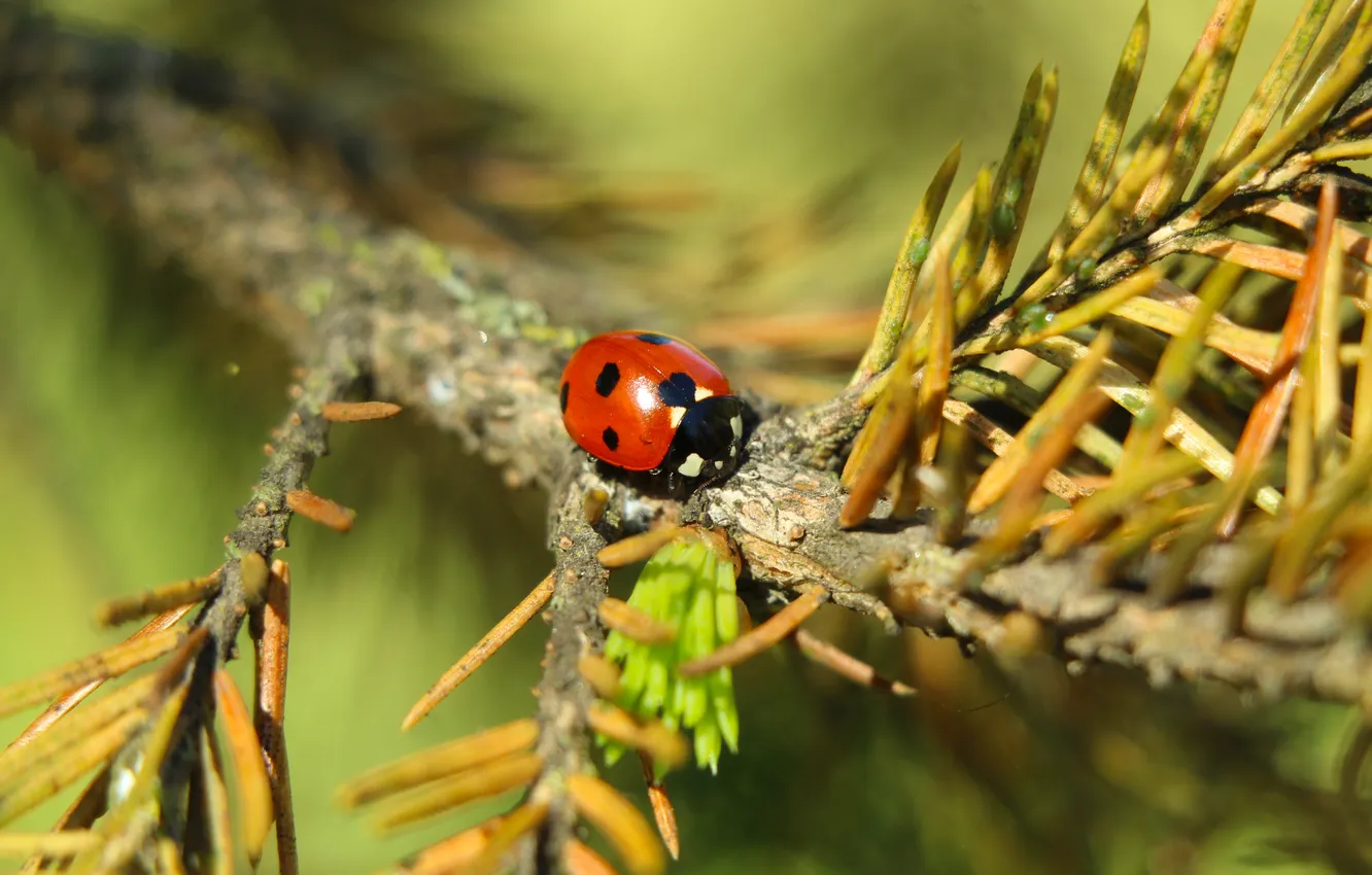 Photo wallpaper red, insect, ladybird, twig