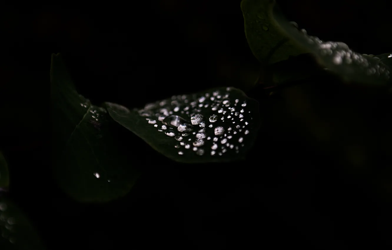 Photo wallpaper dark, forest, water, macro, woods, leaf, reflection, droplets
