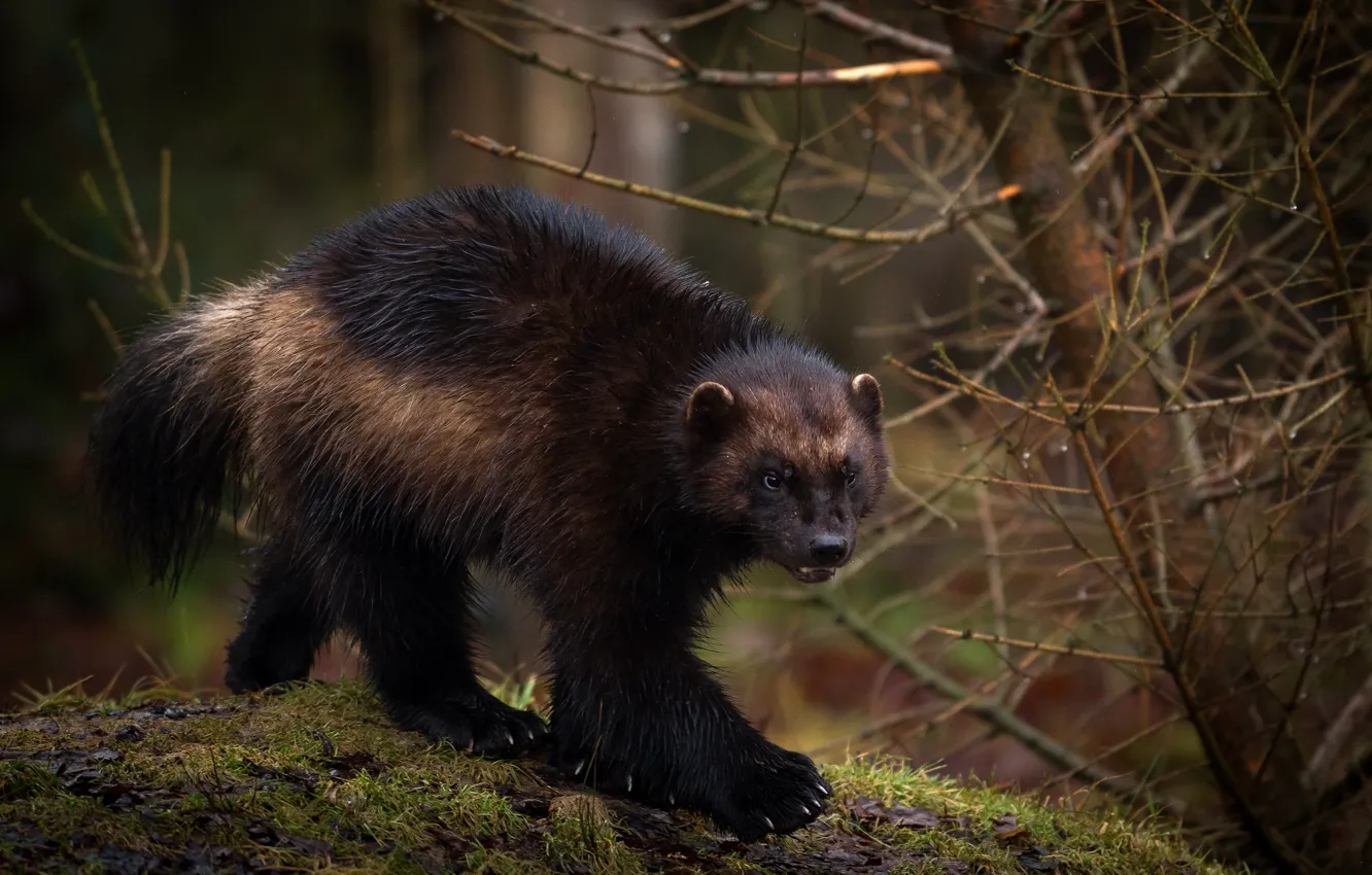 Photo wallpaper forest, trees, branches, nature, pose, moss, Wolverine, walk