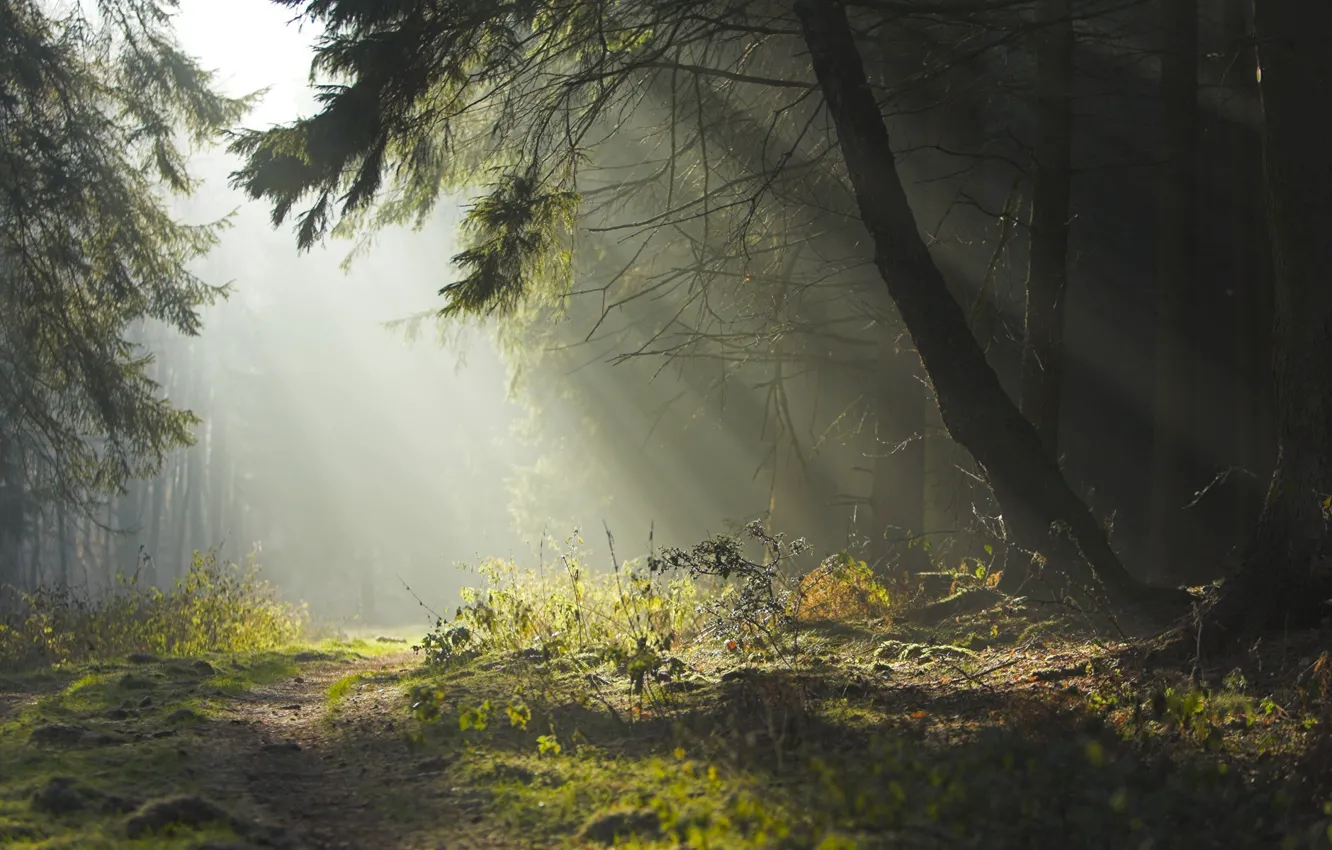 Photo wallpaper road, forest, summer, trees, nature, beauty, the evening, morning