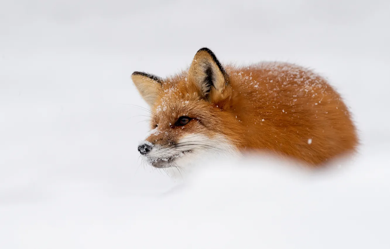Photo wallpaper winter, look, face, snow, nature, Fox, the snow, white background
