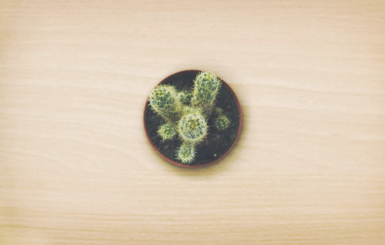 Photo wallpaper Pot, Plant, Cactus