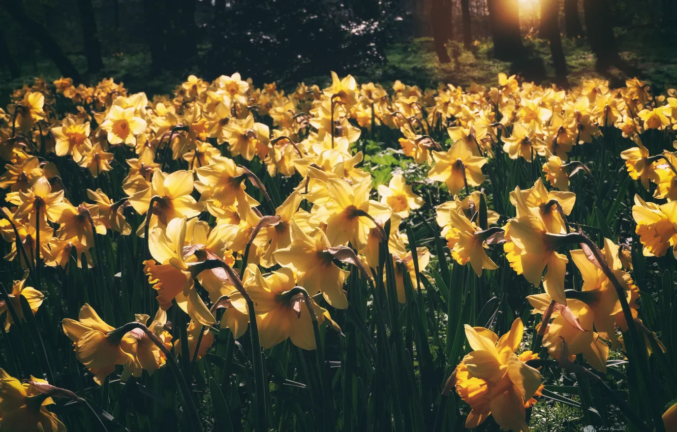 Photo wallpaper light, flowers, daffodils