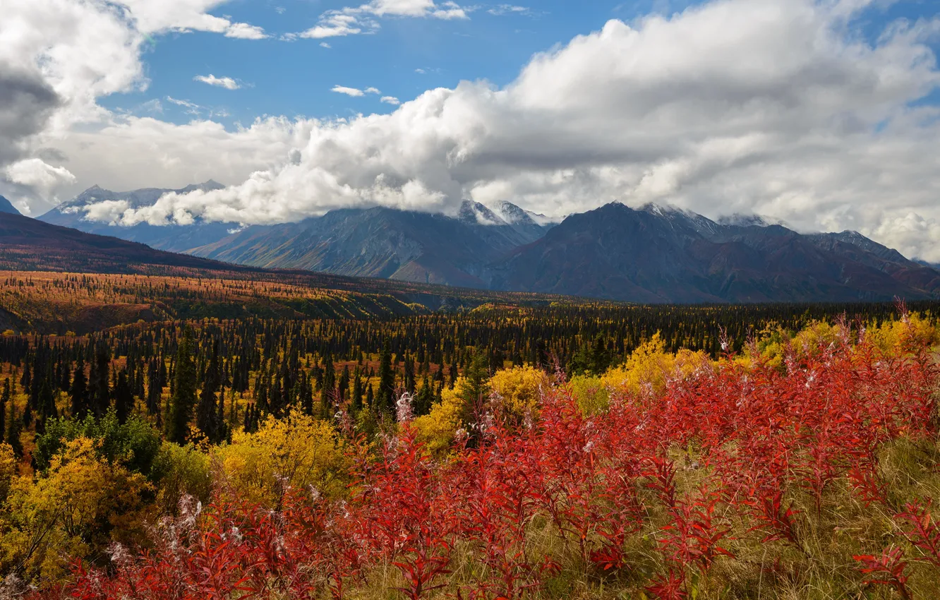 Photo wallpaper autumn, forest, mountains