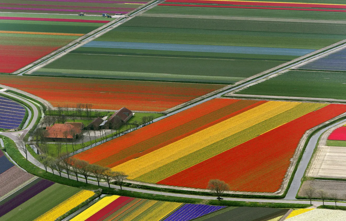 Photo wallpaper field, tulips, Netherlands
