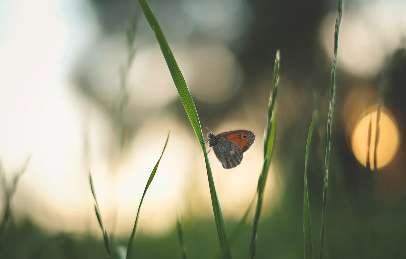 Photo wallpaper grass, nature, glare, butterfly, bokeh