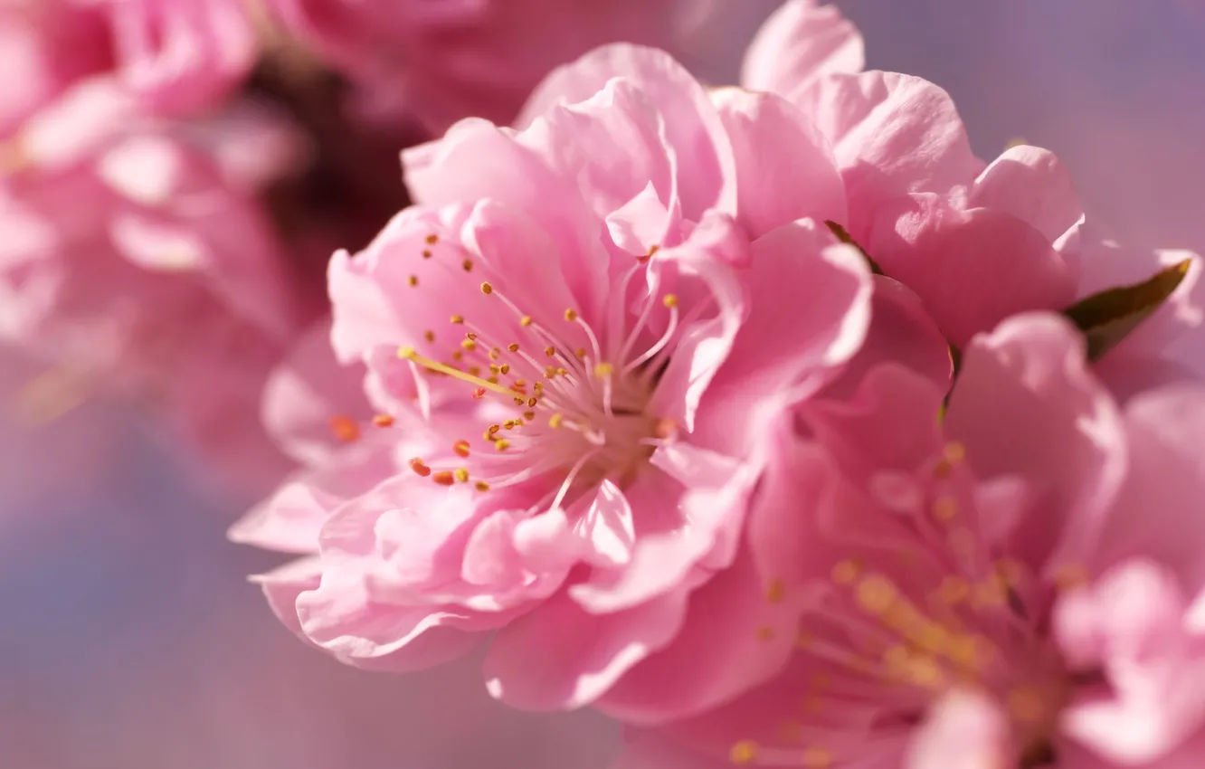 Photo wallpaper macro, flowers, tenderness, spring, blur, Sakura, pink, bright