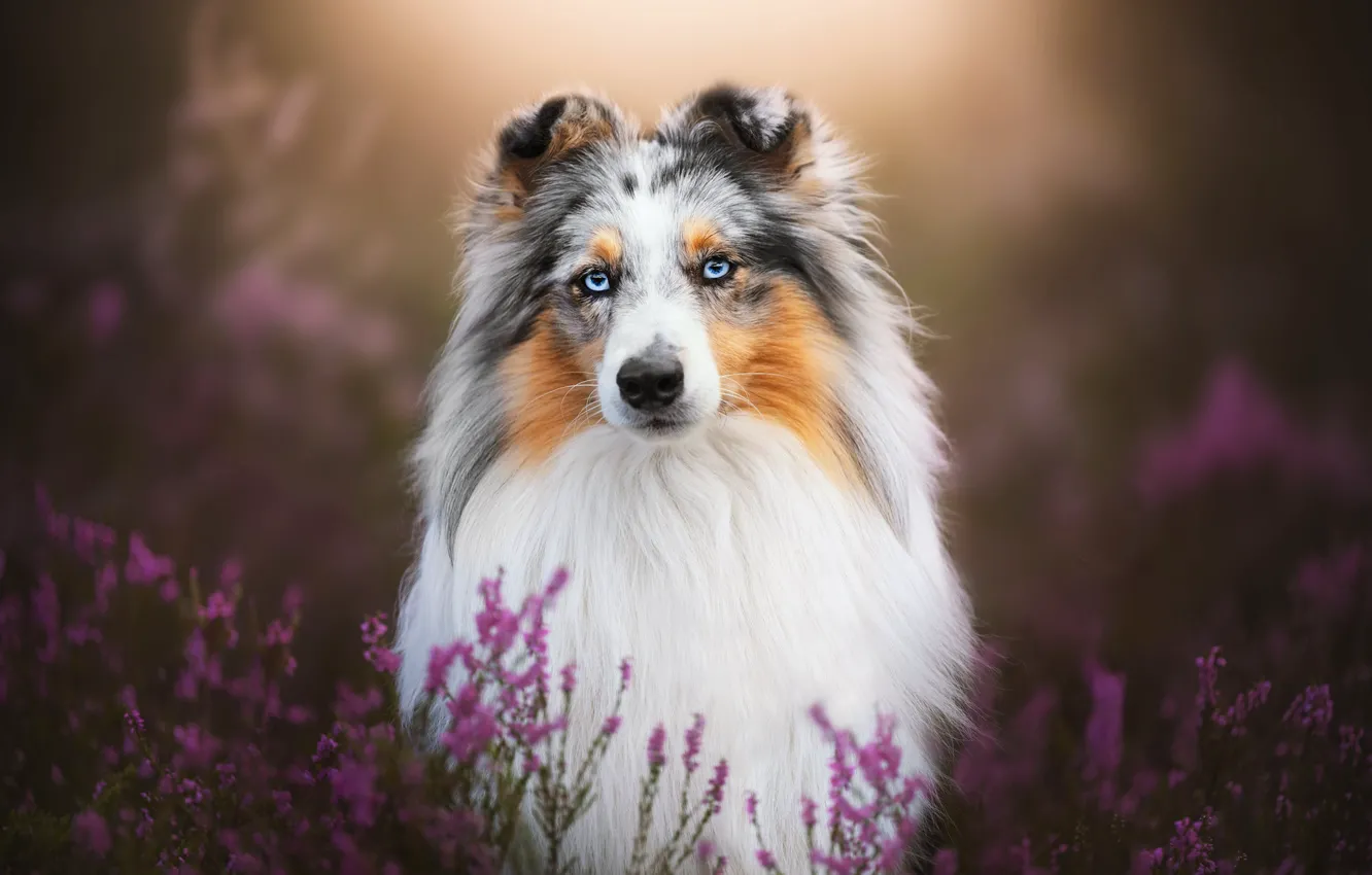 Photo wallpaper look, dog, bokeh, Sheltie, Heather, Shetland Sheepdog