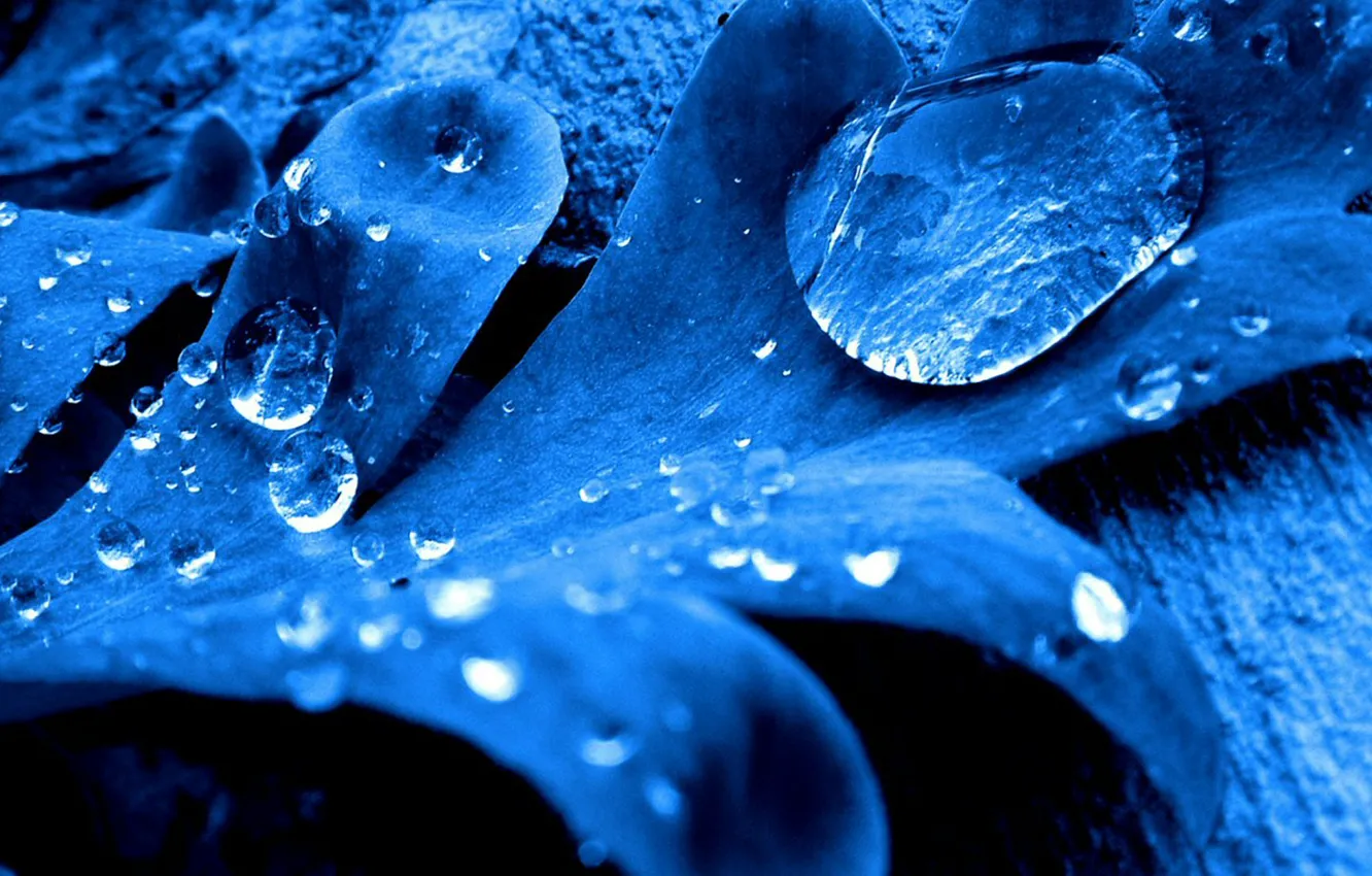 Photo wallpaper leaves, drops, blue