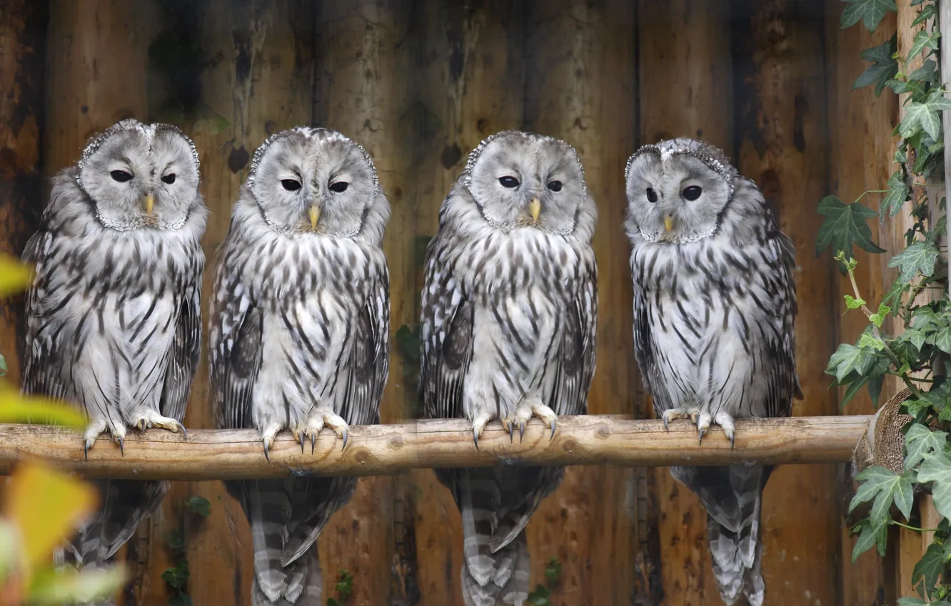 Photo wallpaper owl, bird, perch