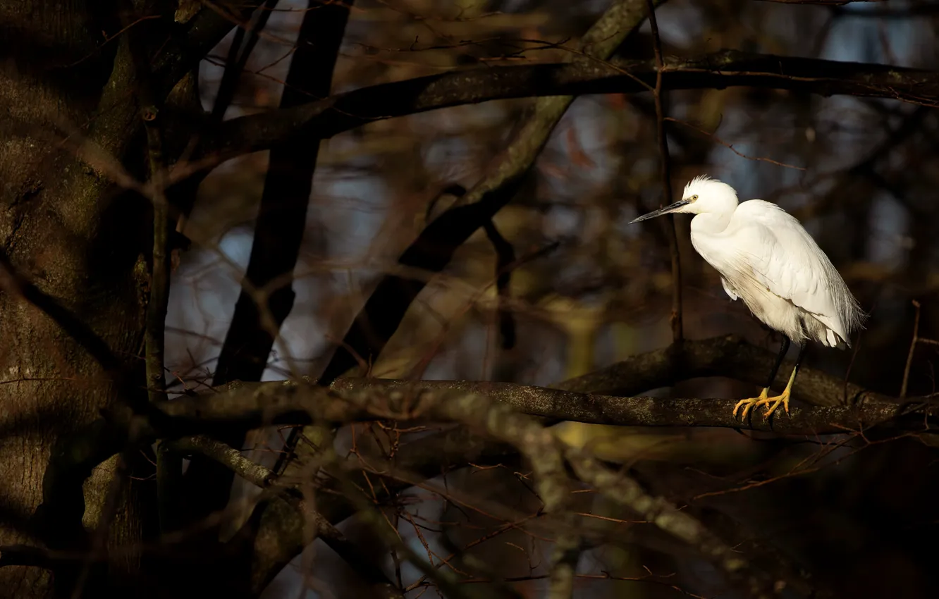 Photo wallpaper white, trees, branches, the dark background, bird, Heron