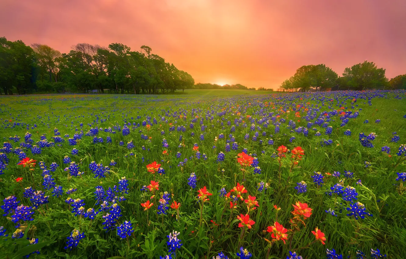 Photo wallpaper greens, field, summer, the sky, bright colors, the sun, rays, trees