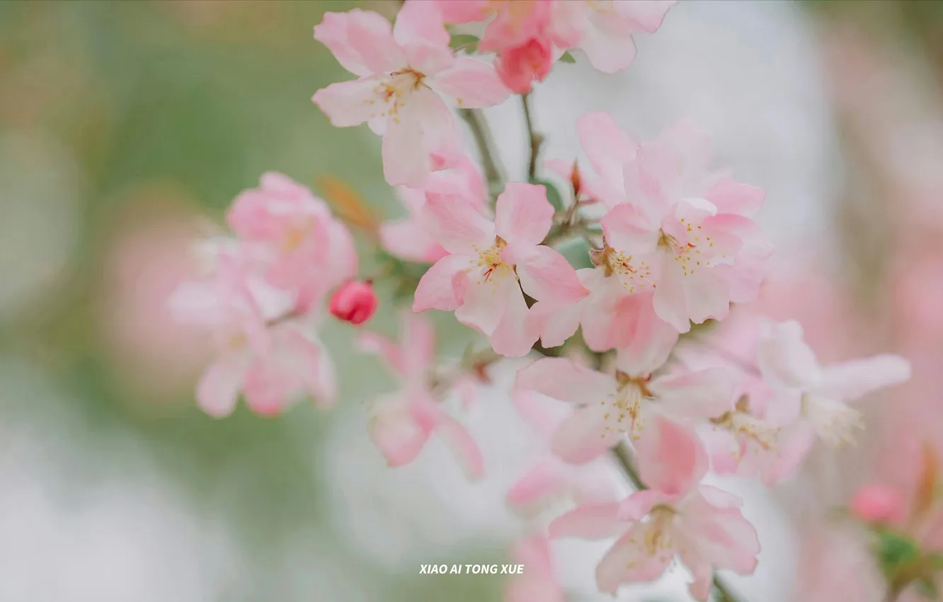 Photo wallpaper trees, spring, Apple, flowering