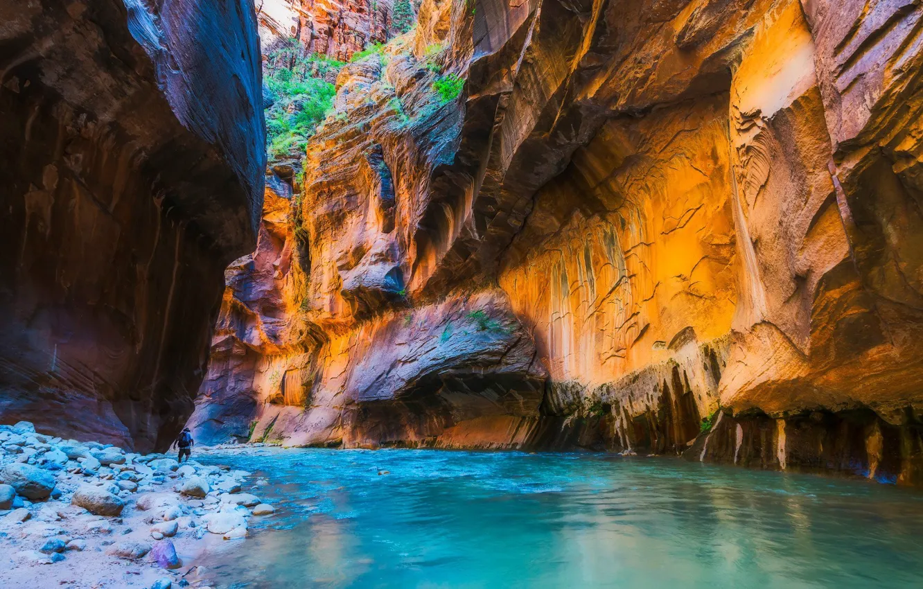 Photo wallpaper USA, Zion National Park, river, nature, water, rocks, canyon, plants