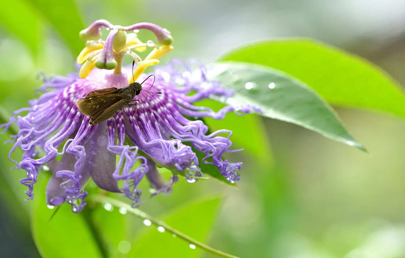 Photo wallpaper flower, macro, butterfly, passionflower