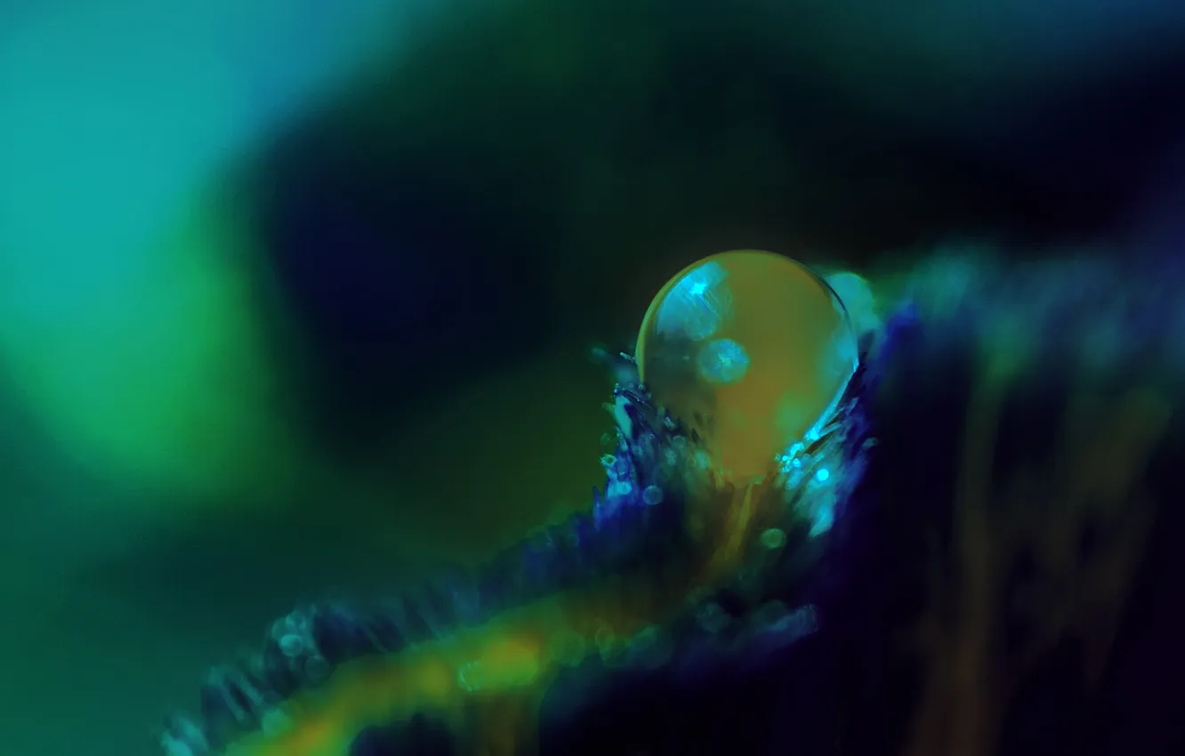 Photo wallpaper drops, flowers, Marea