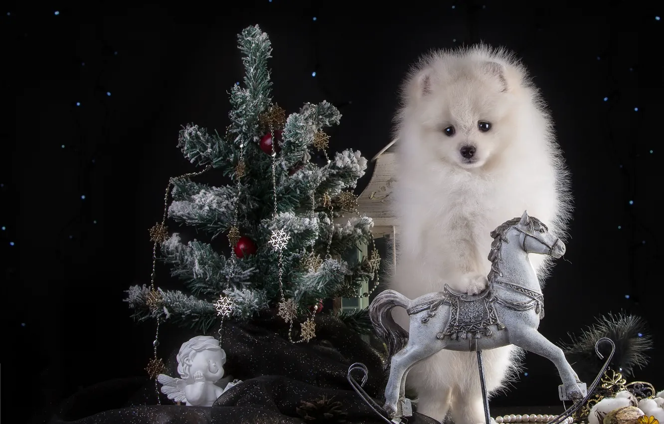 Photo wallpaper white, horse, holiday, new year, spruce, angel, puppy, Spitz