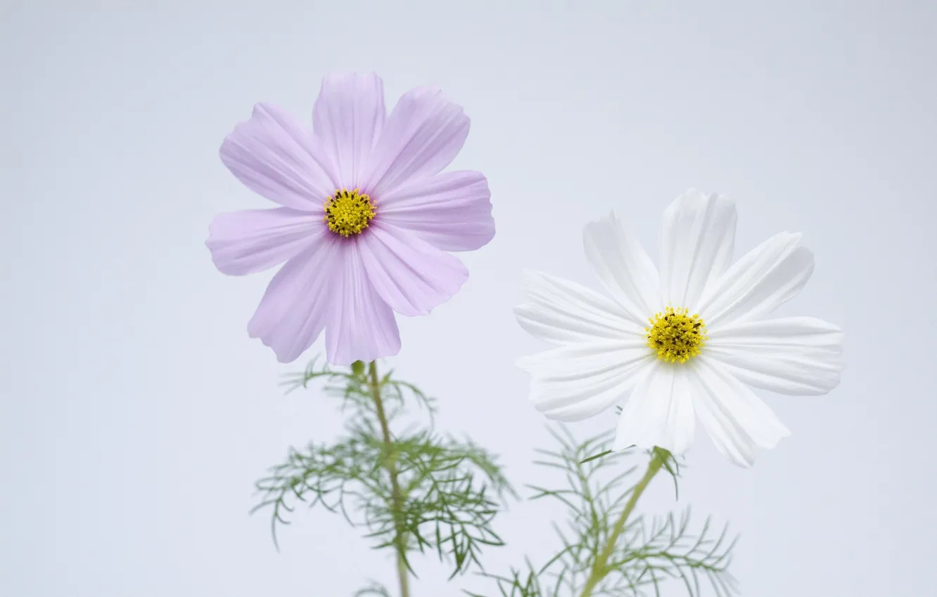 Photo wallpaper summer, flowers, background, kosmeya
