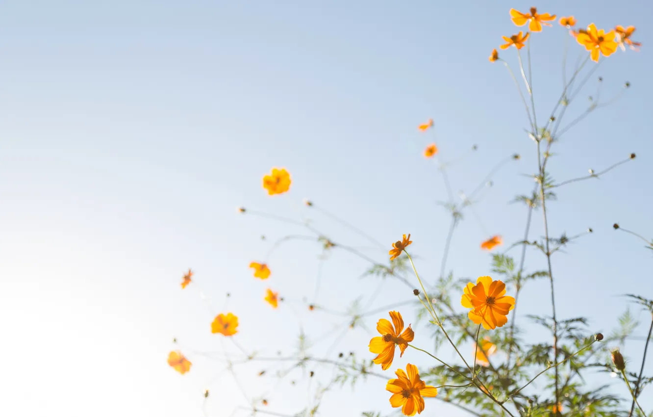 Photo wallpaper plant, petals, kosmeya