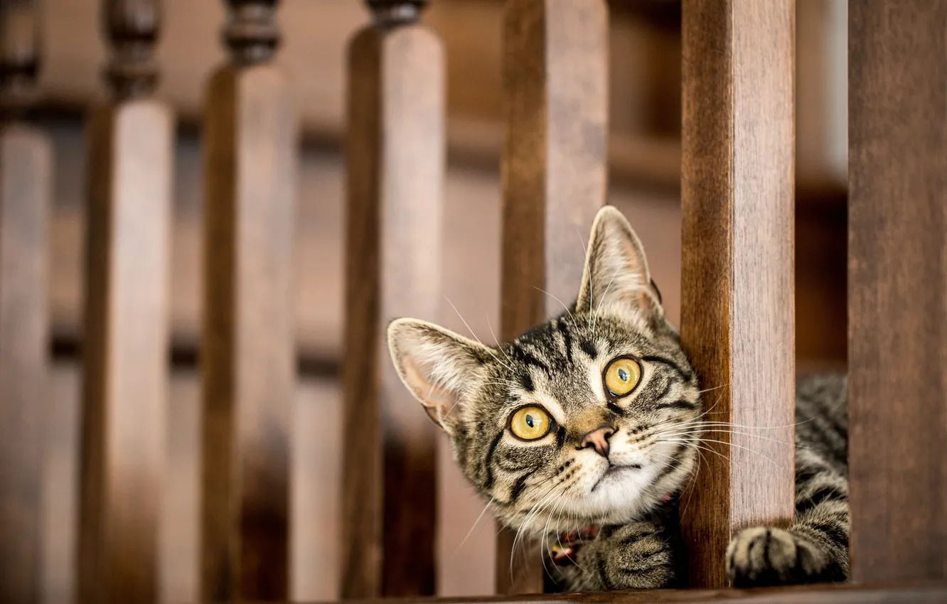 Photo wallpaper cat, cat, look, muzzle, kitty