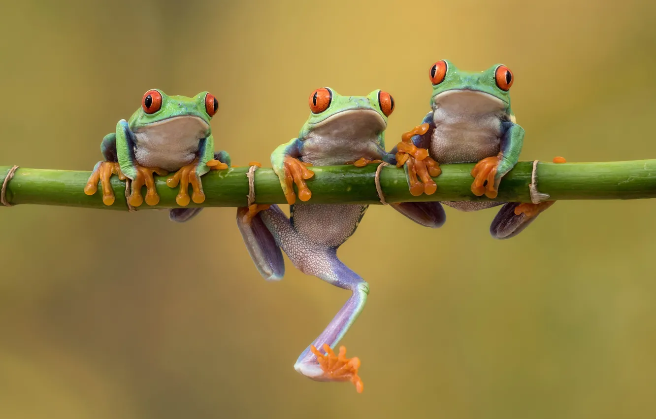 Photo wallpaper background, bamboo, frogs, trio, Trinity, tree frog, Red-eyed tree frog