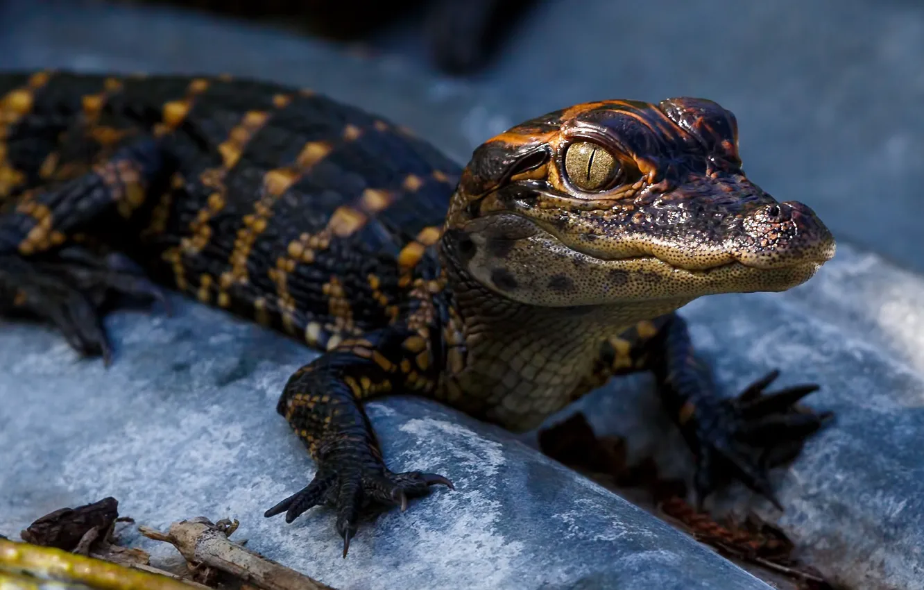 Photo wallpaper look, face, paws, baby, crocodile, cub, blue background, alligator