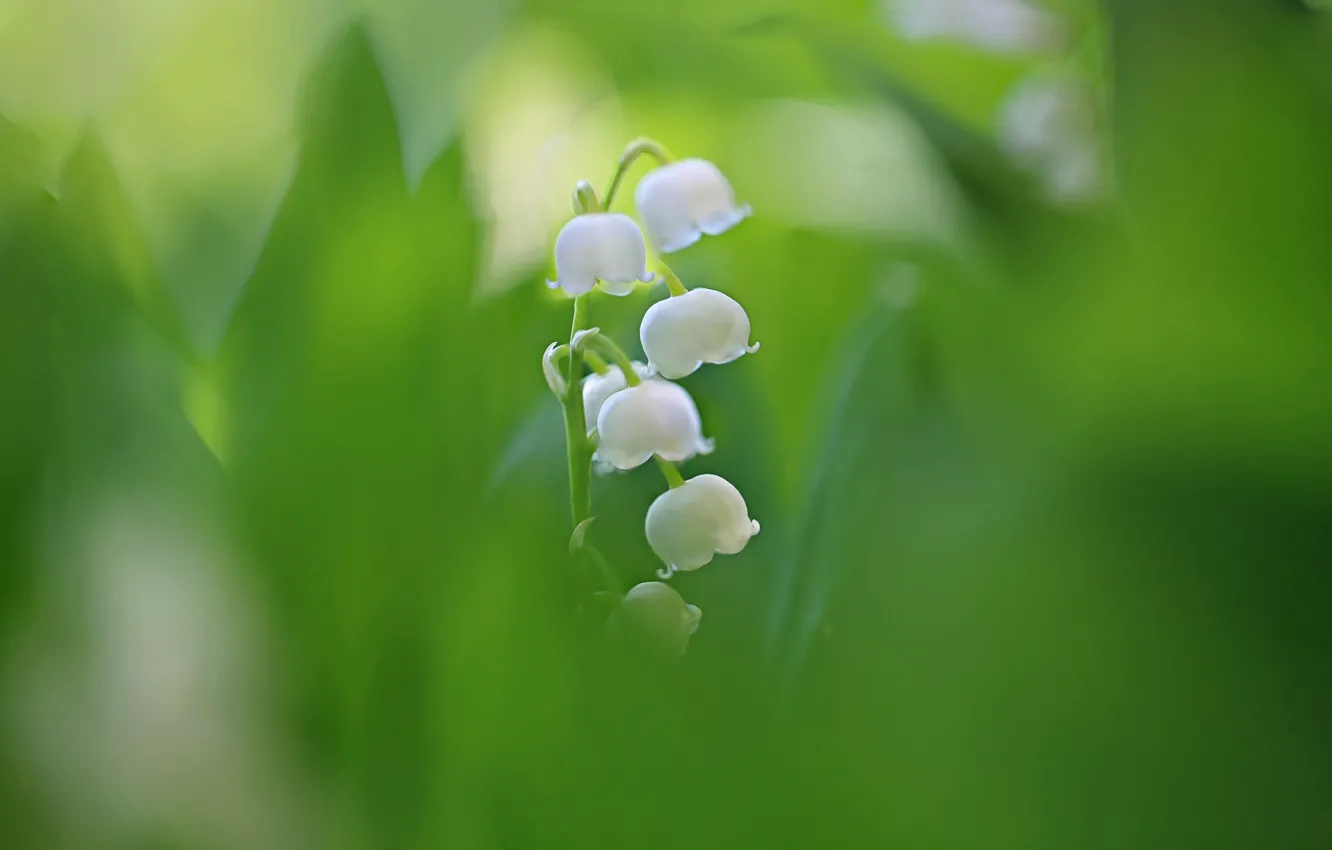 Photo wallpaper macro, nature, lilies of the valley
