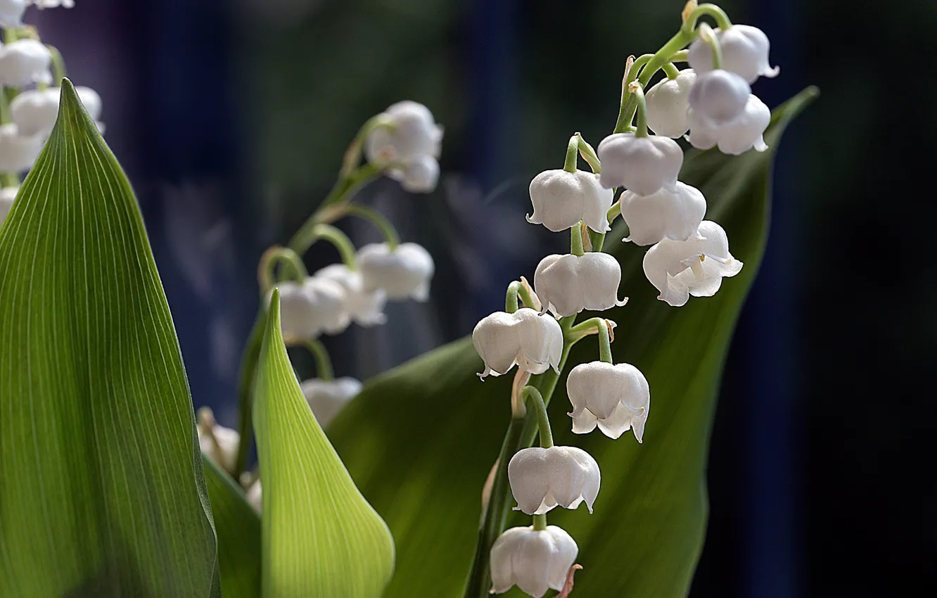 Photo wallpaper leaves, macro, lilies of the valley