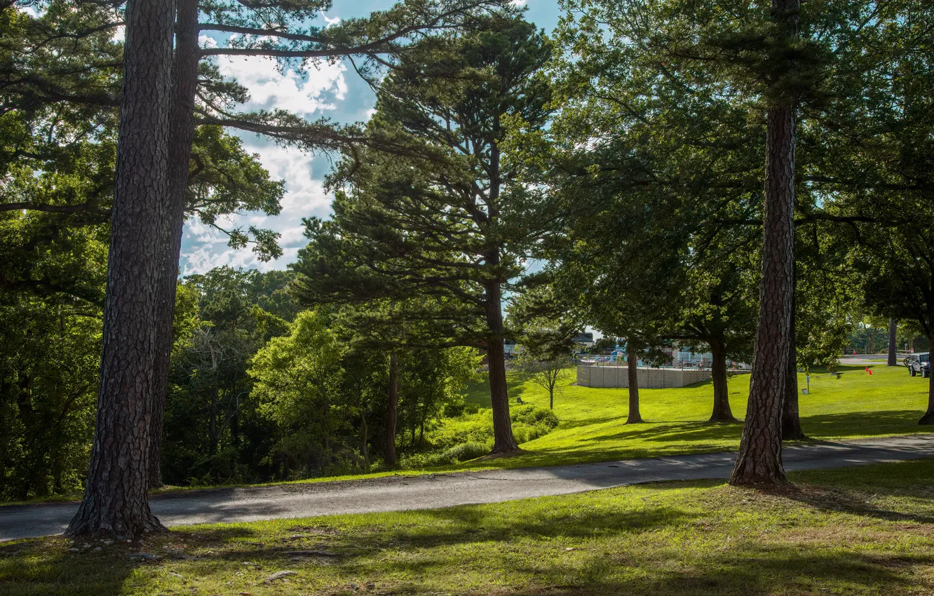 Photo wallpaper forest, summer, light, trees, branches, nature, Park, track